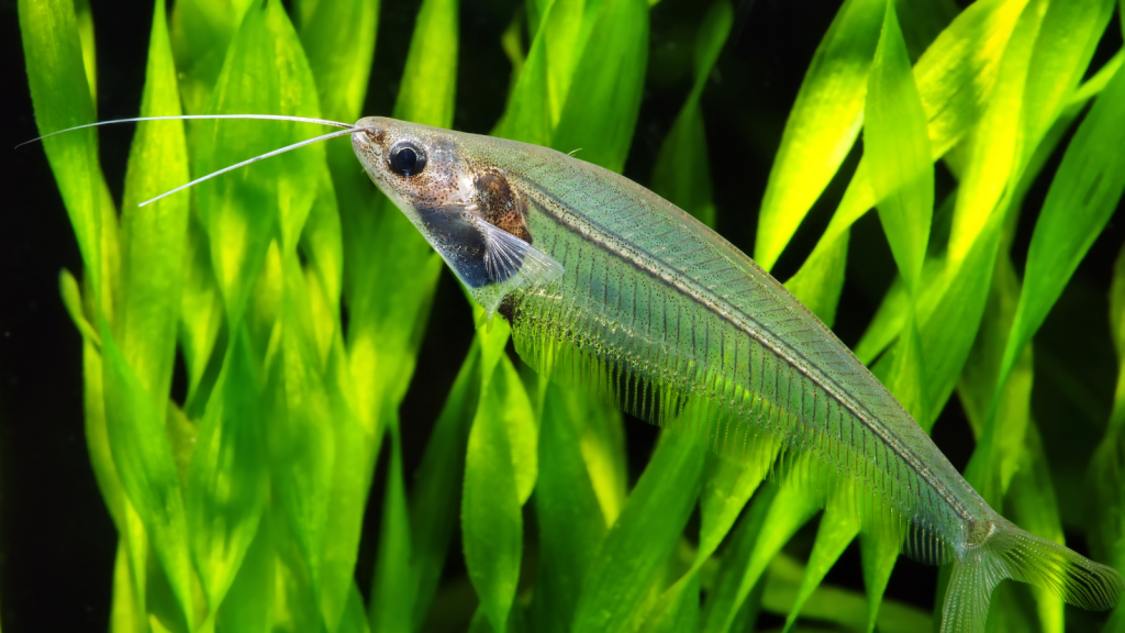 Glass Catfish | 13 Invisible Killers: Transparent Predators of Land and Sea