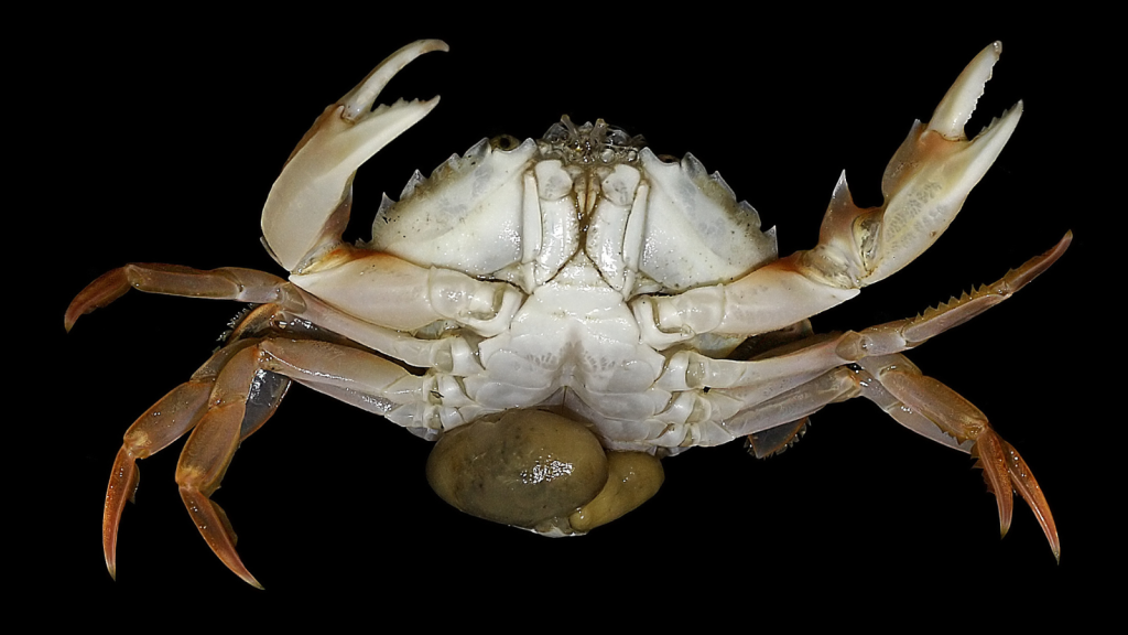 Sacculina Crab Parasite