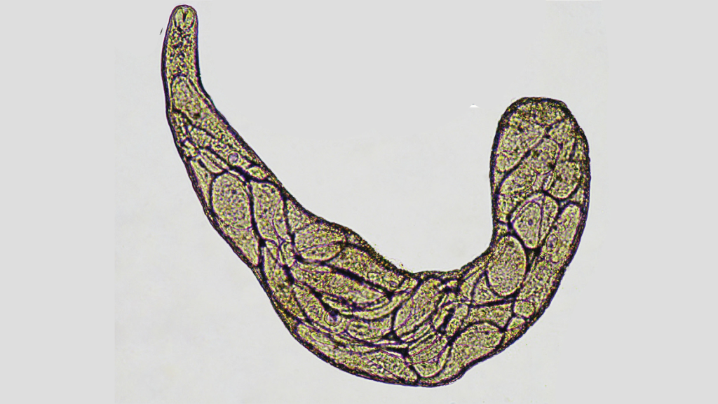 Dicrocoelium Dendriticum