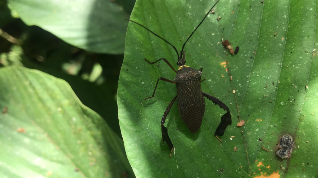 Acanthocephala