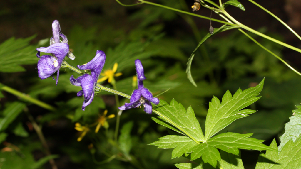 Monkshood