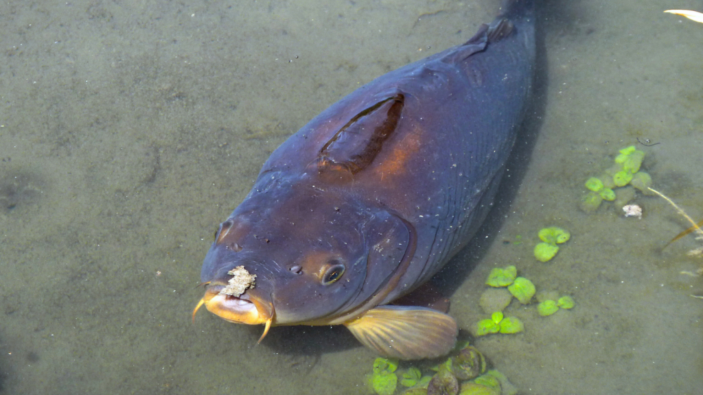 Common Carp