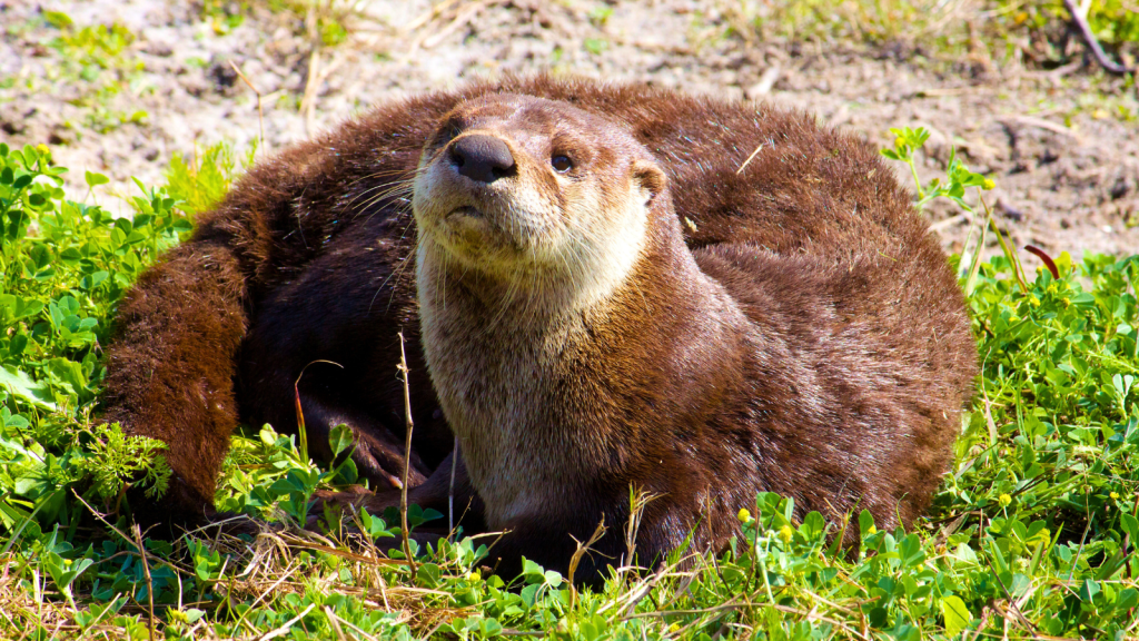 River Otter