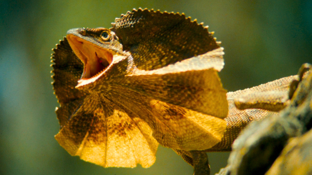 Frill-Necked Lizard | 18 Things You Didn't Know About Frill-Necked Lizards