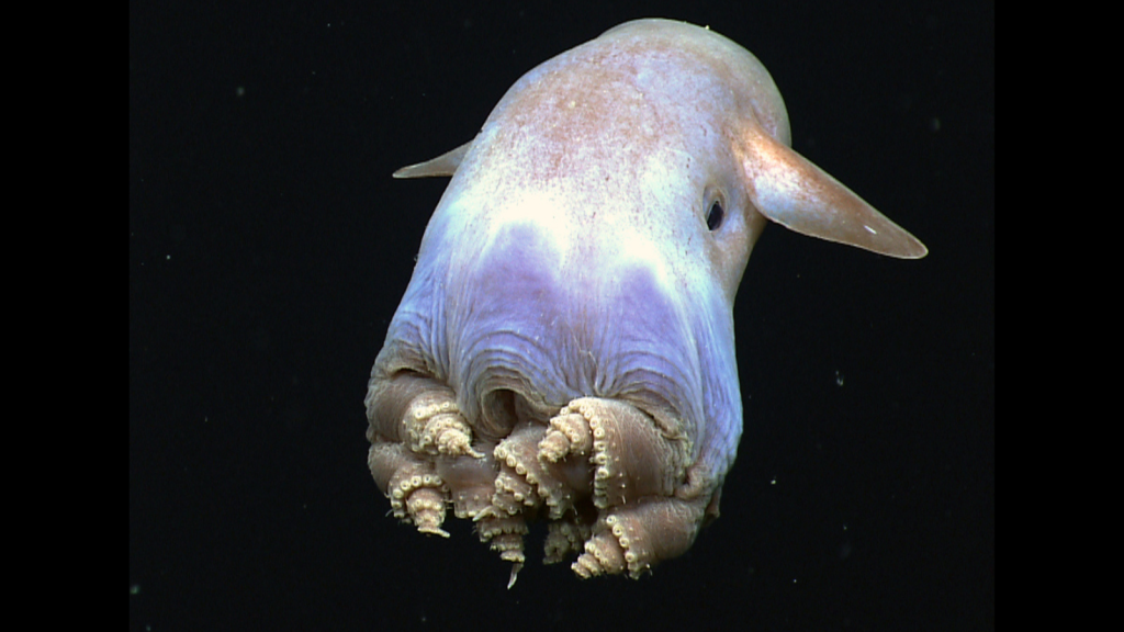 Dumbo Octopus