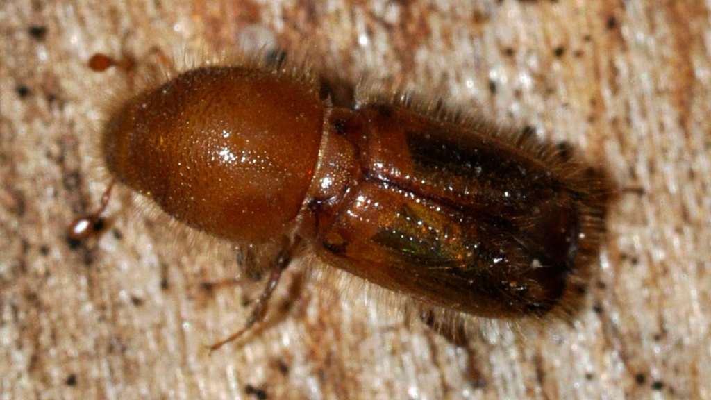 European Spruce Bark Beetle