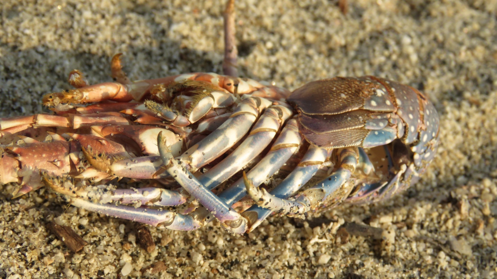 Blue Spiny Lobster