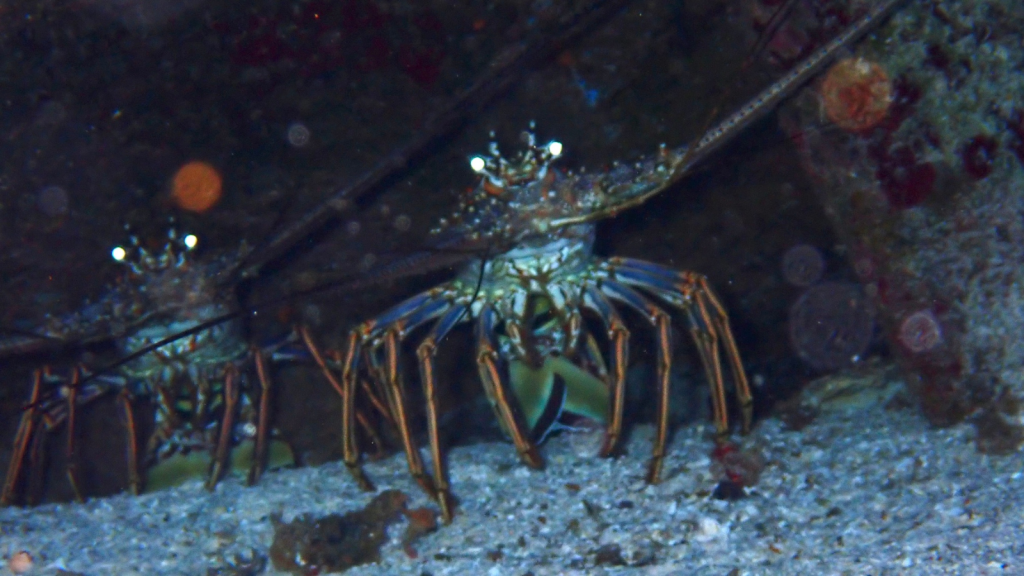 Spiny Lobster