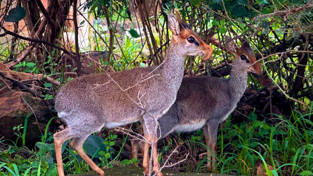 Dik-Dik