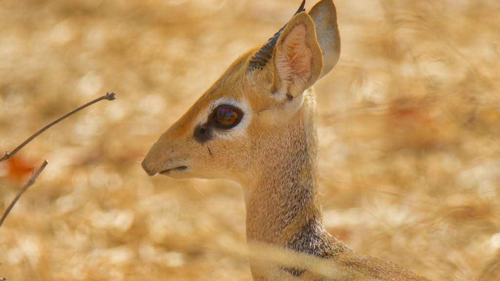 Dik-Dik