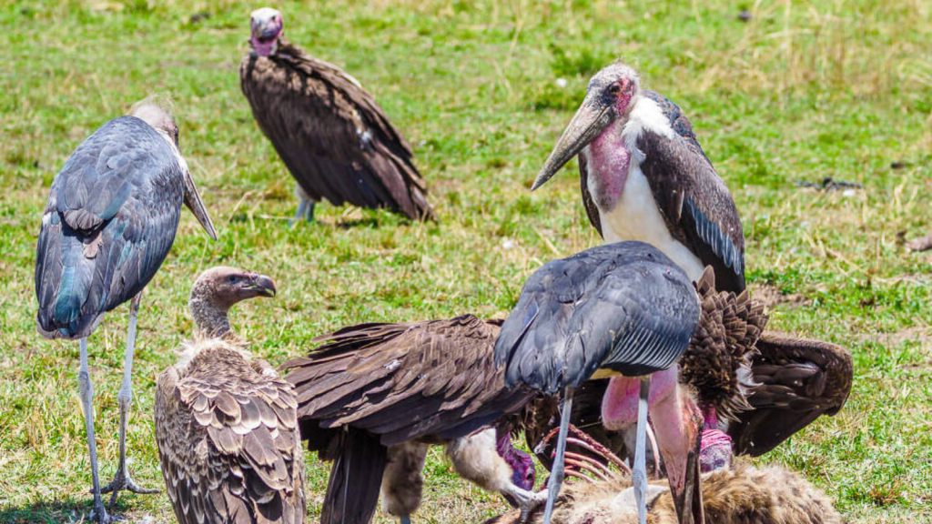 Marabou Stork