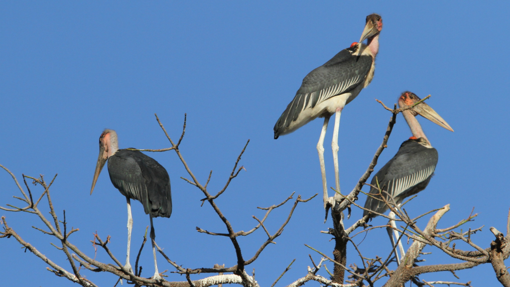 Marabou Stork