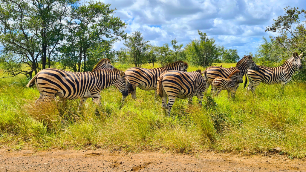 Plains Zebra