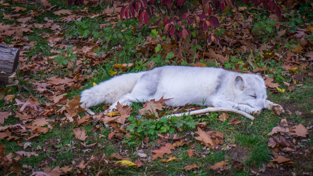 Arctic Fox