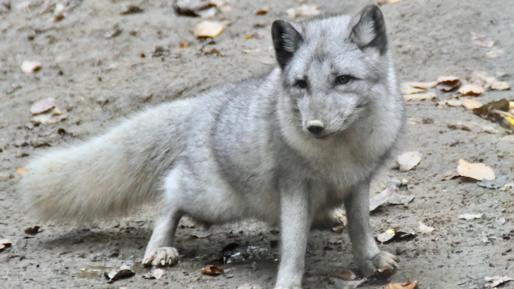 Arctic Fox 