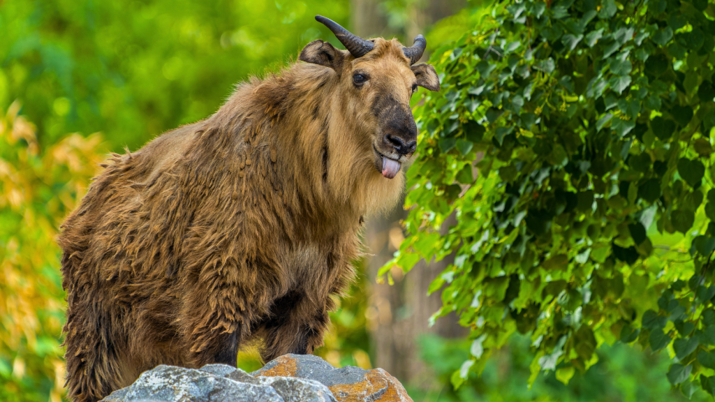 Takin | 12 Facts About the Takin, Bhutan's National Animal