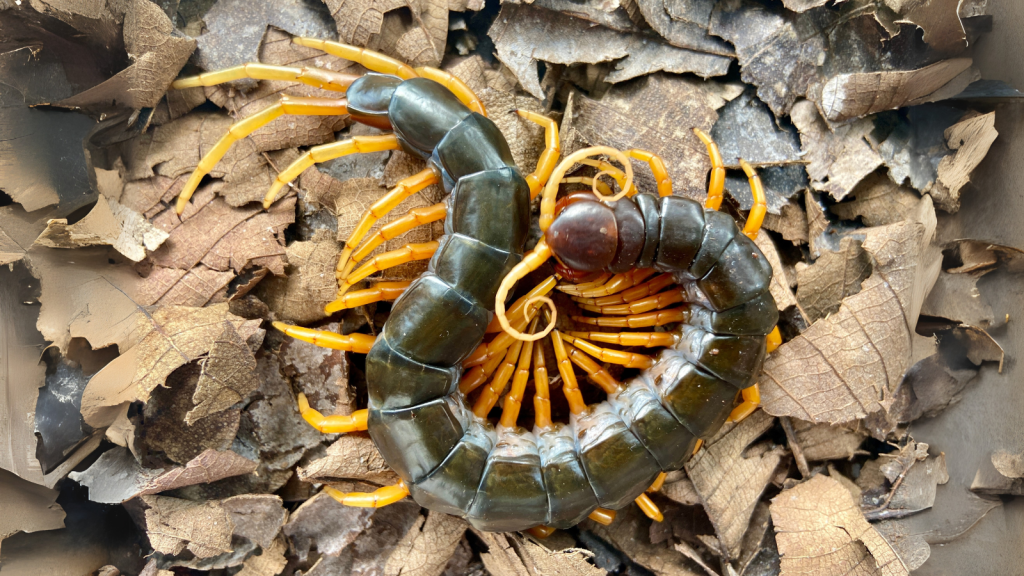 Japanese Okinawa Centipede