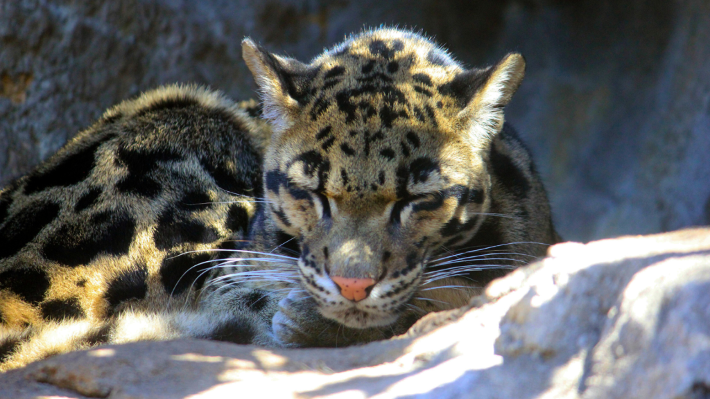 Clouded Leopard