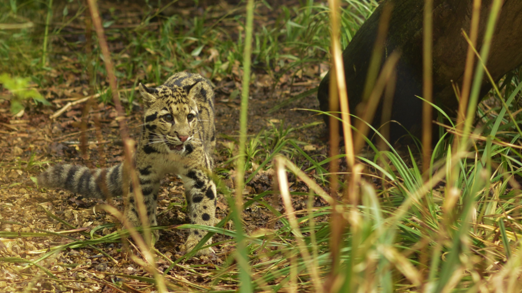 Clouded Leopard