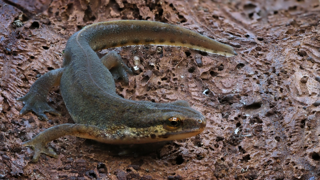 Palmate Newt 