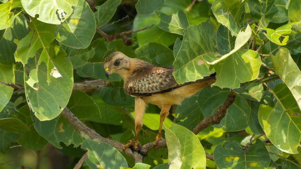 White-Eyed Buzzard