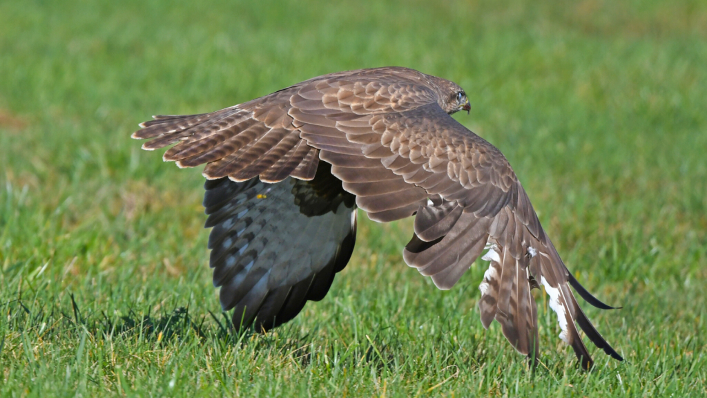 Common Buzzard