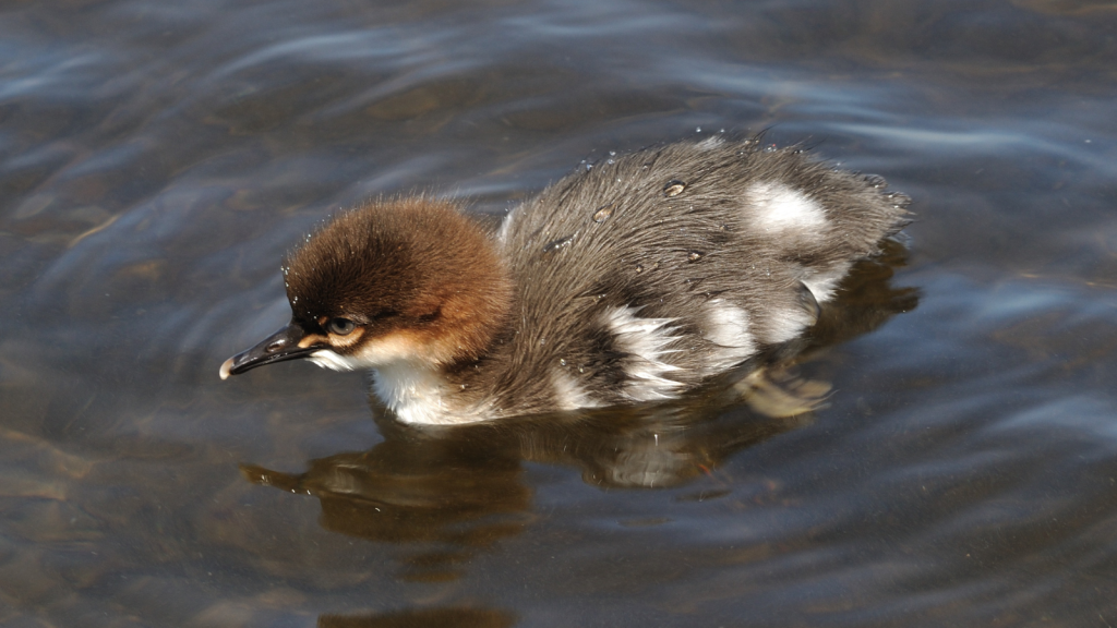 Goosander 