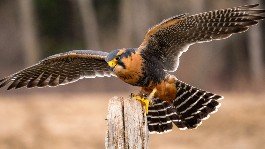 Aplomado Falcon | 15 Birds That Prey on Other Birds in Flight