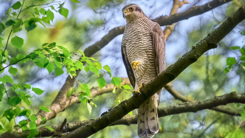 Northern Goshawk