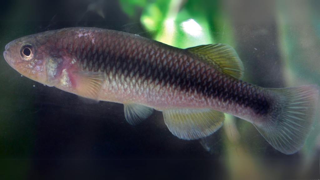 Desert Pupfish