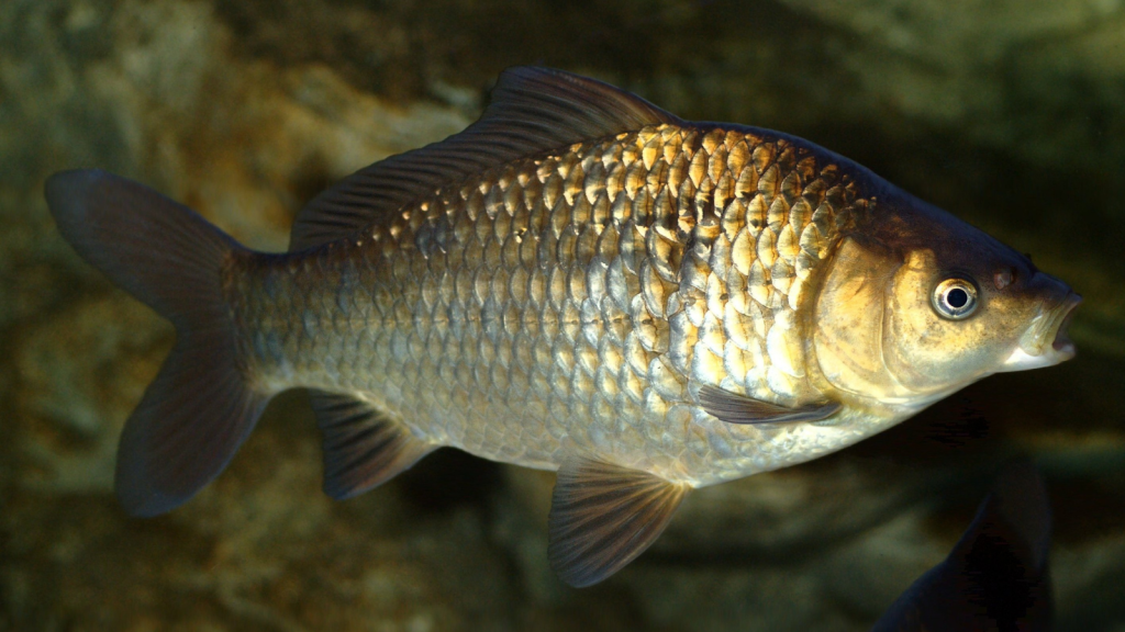 Crucian Carp