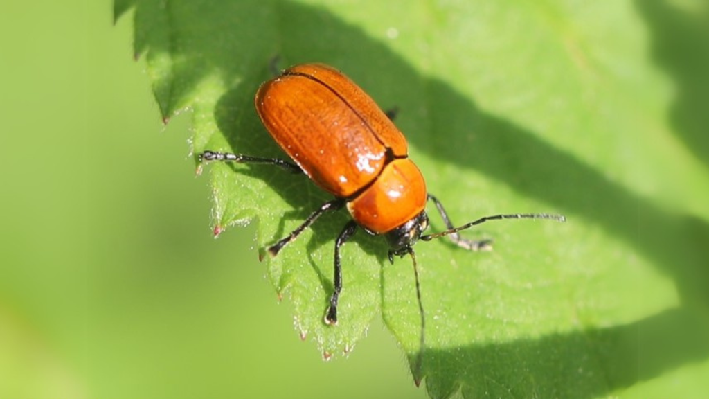 Hazel Pot Beetle