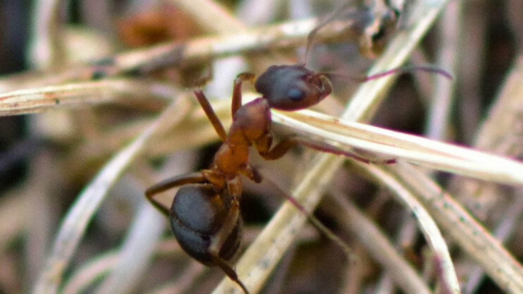 Narrow-Headed Ant