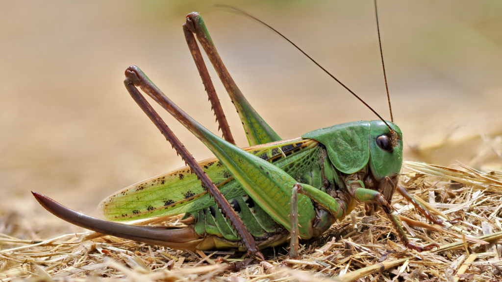 Wart-Biter Cricket