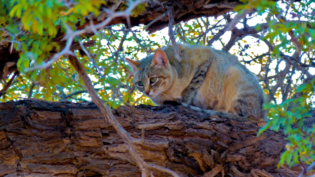 African Wildcat