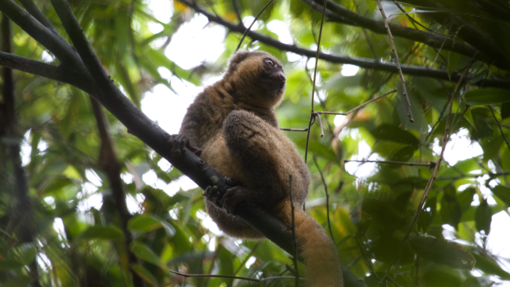 Golden Bamboo Lemur