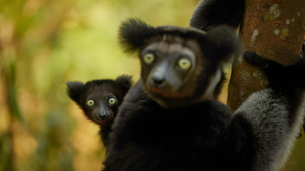 Indri | 15 Unique Mammals Found Only in Madagascar