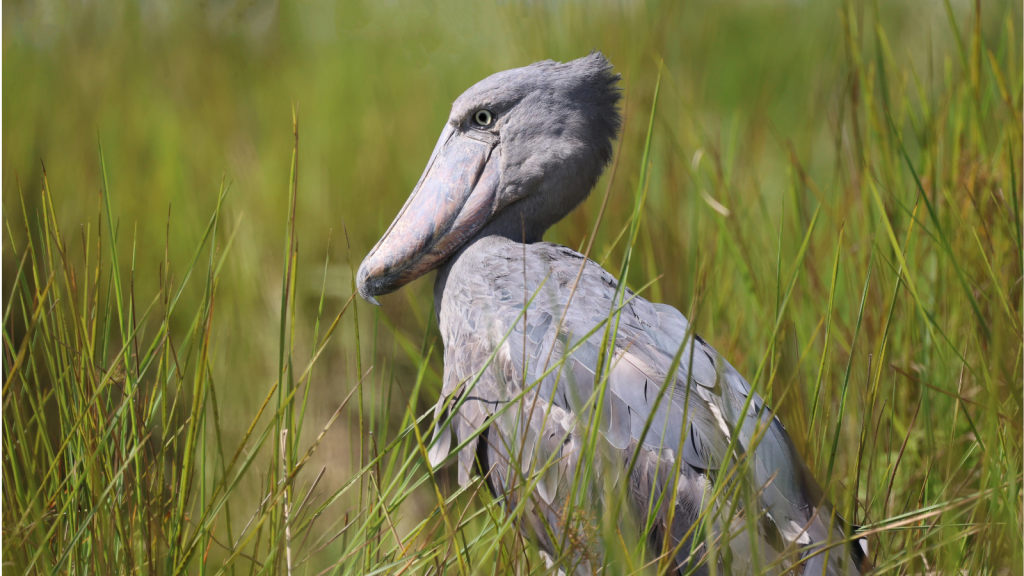 Shoebill Stork