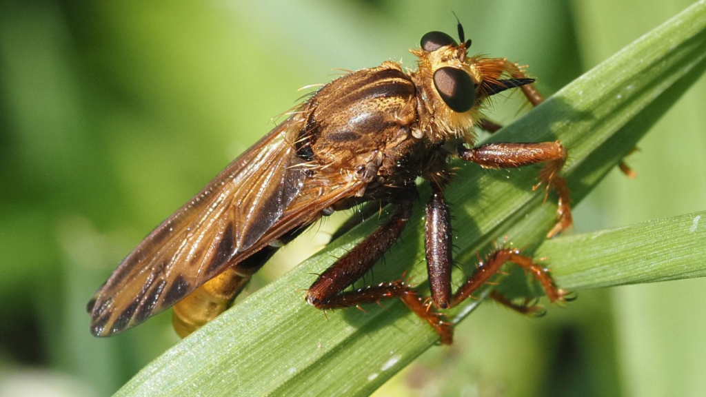 Hornet Robberfly | 15 Surprising Hunters of the British Countryside