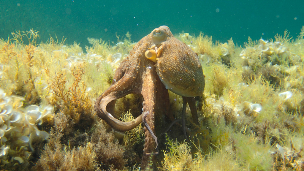 Common Octopus