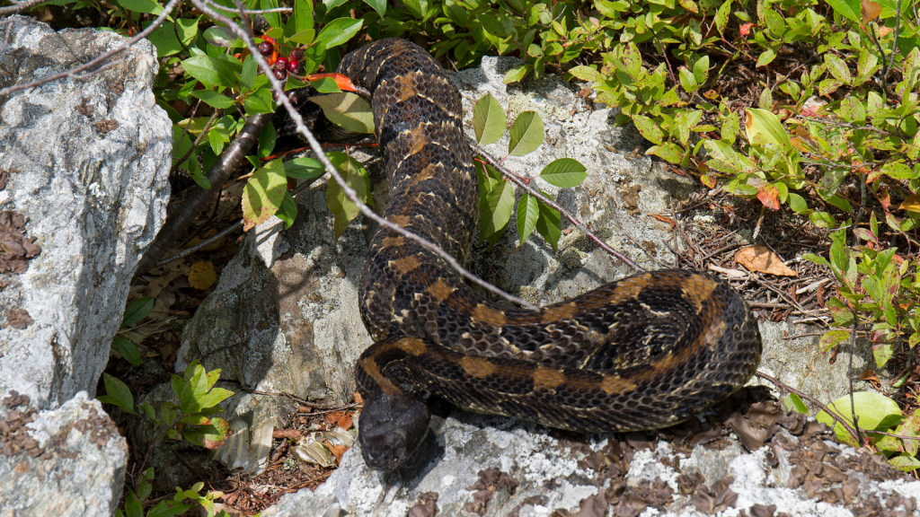 Timber Rattlesnake