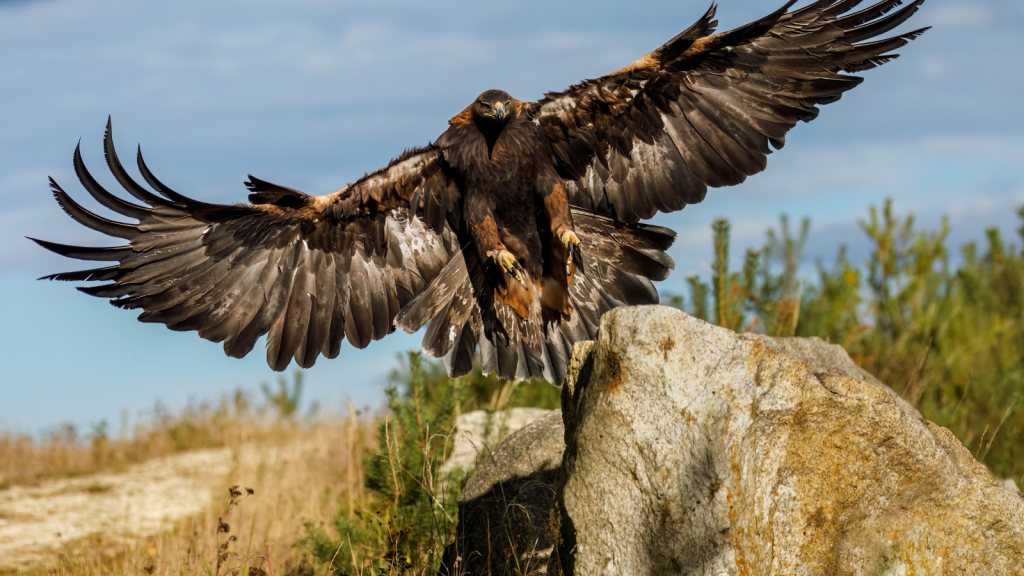 Golden Eagle | 15 Fierce Predators of the Rocky Mountains