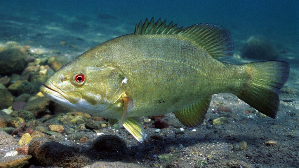 Smallmouth Bass