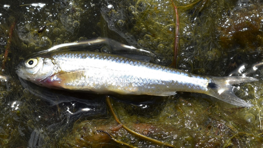 Spottail Shiner