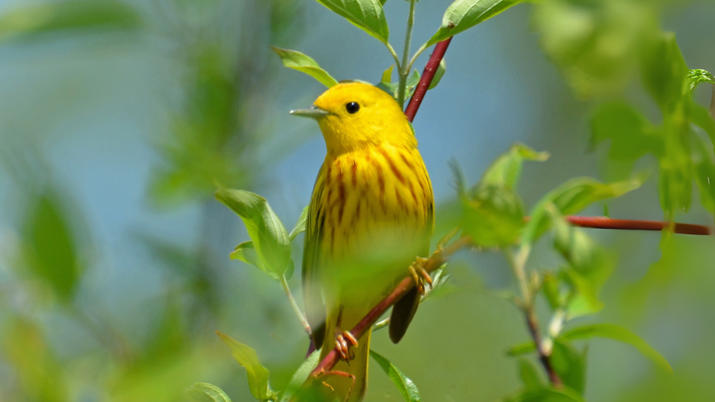 Yellow Warbler