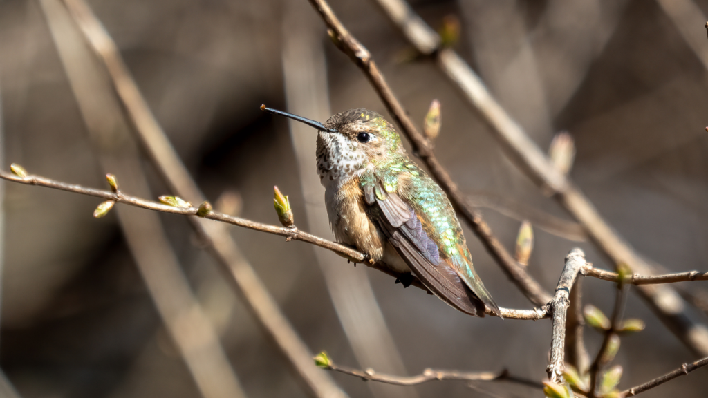 Rufous Hummingbird