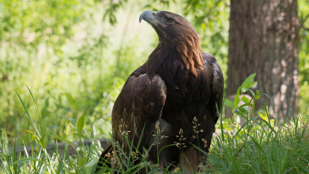 Golden Eagle