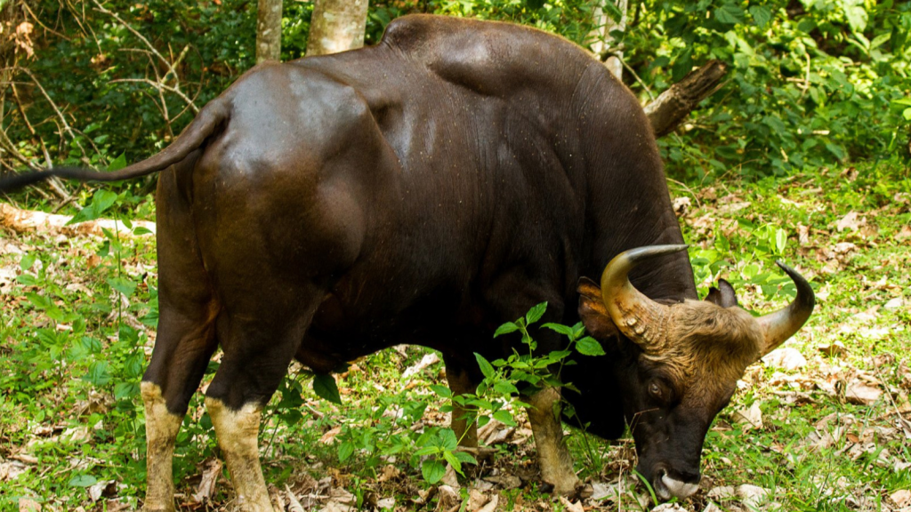 Indian Gaur