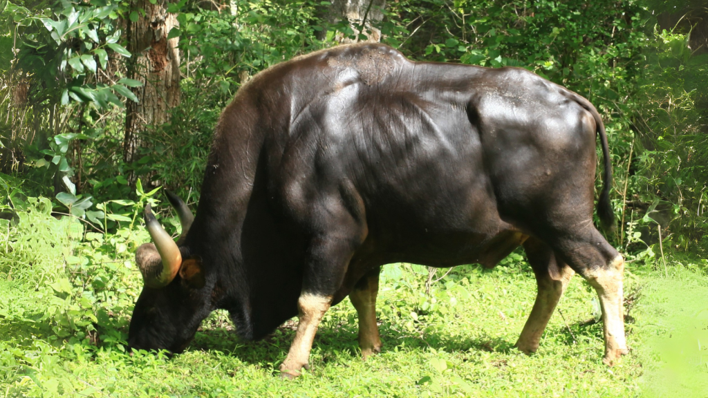 Indian Gaur