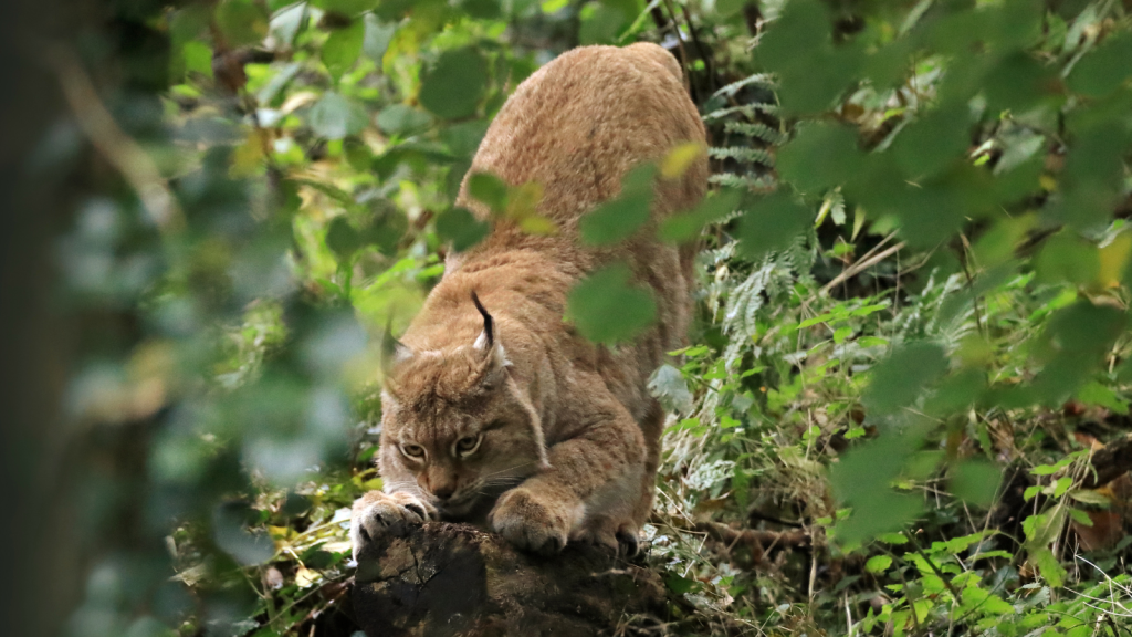 Lynx